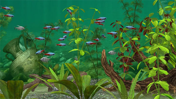 養(yǎng)魚場3