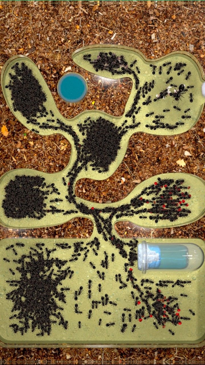 蟻群模擬器